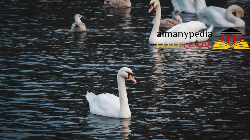 بحيرة ألستر هامبورغ
