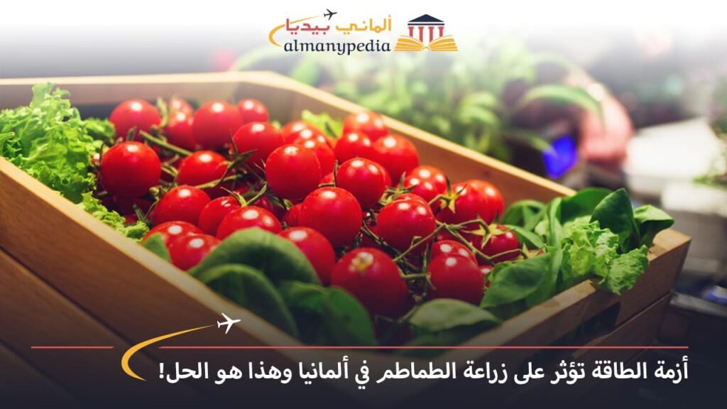 اخبار-المانيا-بالعربي---أزمة-الطاقة-تؤثر-على-زراعة-الطماطم-في-ألمانيا-والتوجه-لبدائل-أخرى-هو-الحل---ألماني-بيديا