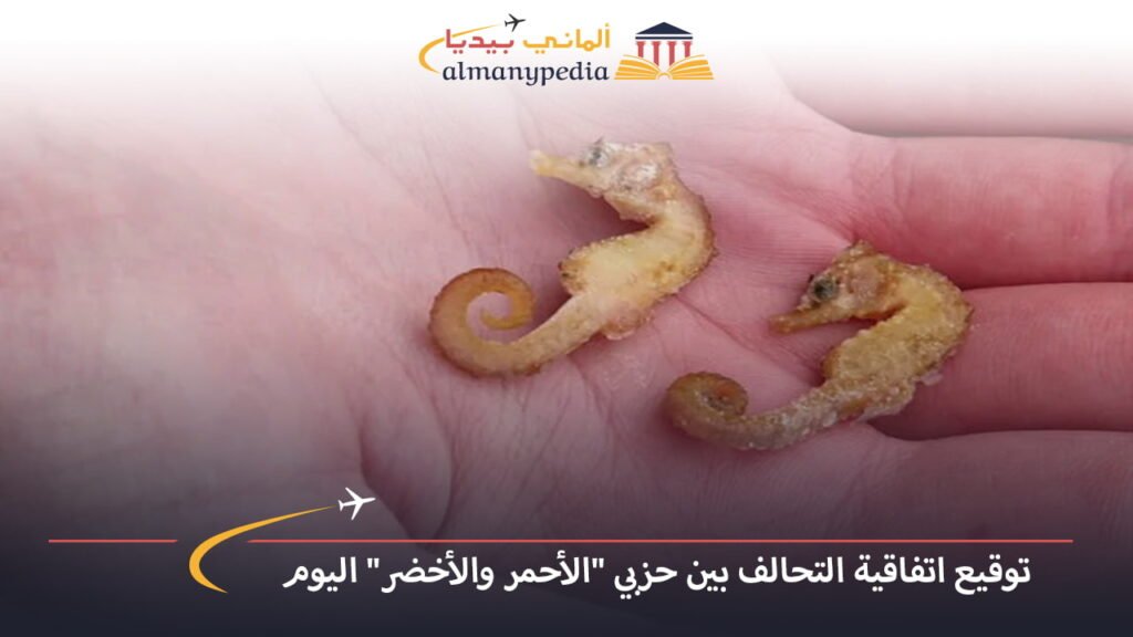 اخبار-المانيا-بالعربي---اكتشاف-المزيد-من-فرس-البحر-النادر-على-شواطئ-وادن..-ما-السبب-وراء-ذلك؟---ألماني-بيديا