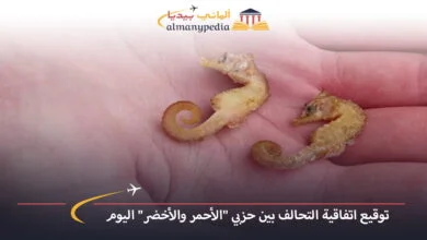 اخبار-المانيا-بالعربي---اكتشاف-المزيد-من-فرس-البحر-النادر-على-شواطئ-وادن..-ما-السبب-وراء-ذلك؟---ألماني-بيديا