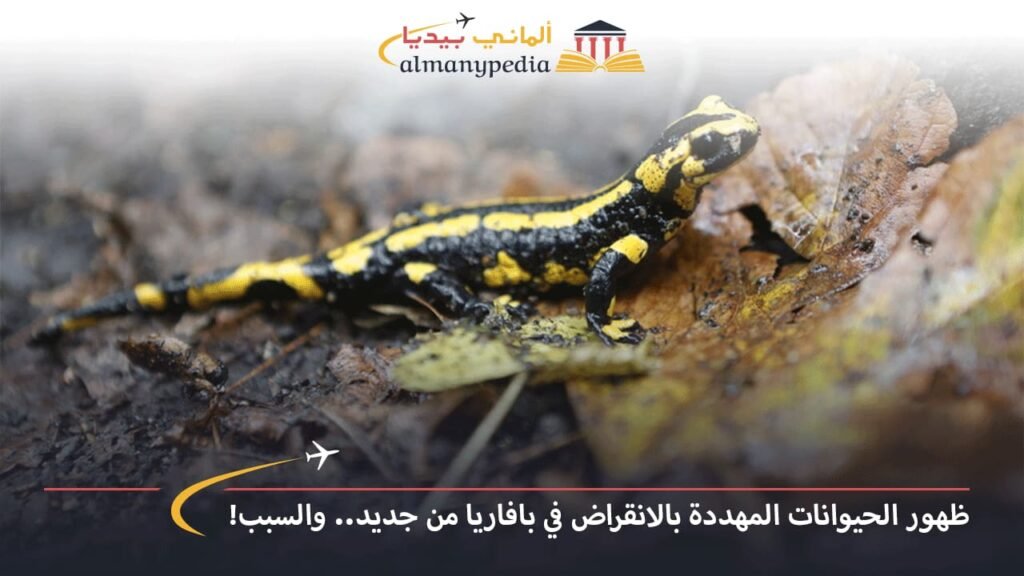 اخبار-المانيا-بالعربي---ظهور-الحيوانات-المهددة-بالانقراض-في-بافاريا-من-جديد..-والسبب!---ألماني-بيديا