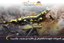 اخبار-المانيا-بالعربي---ظهور-الحيوانات-المهددة-بالانقراض-في-بافاريا-من-جديد..-والسبب!---ألماني-بيديا