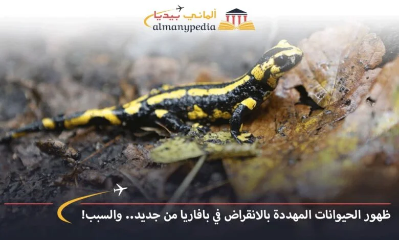 اخبار-المانيا-بالعربي---ظهور-الحيوانات-المهددة-بالانقراض-في-بافاريا-من-جديد..-والسبب!---ألماني-بيديا