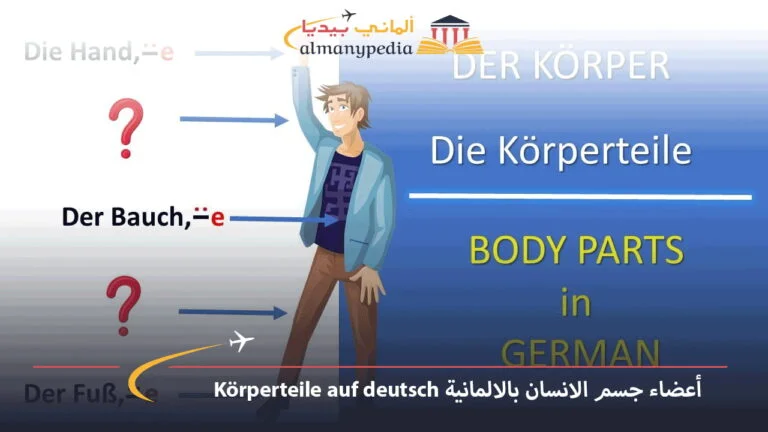أعضاء جسم الانسان بالالمانية Körperteile auf deutsch