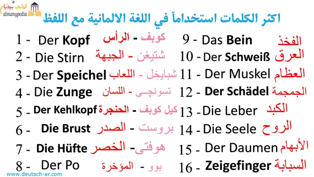 أجزاء-الجسم-في-اللغة-الألمانية