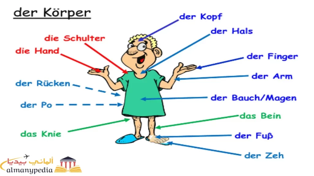 أعضاء-جسم-الانسان-بالالمانية